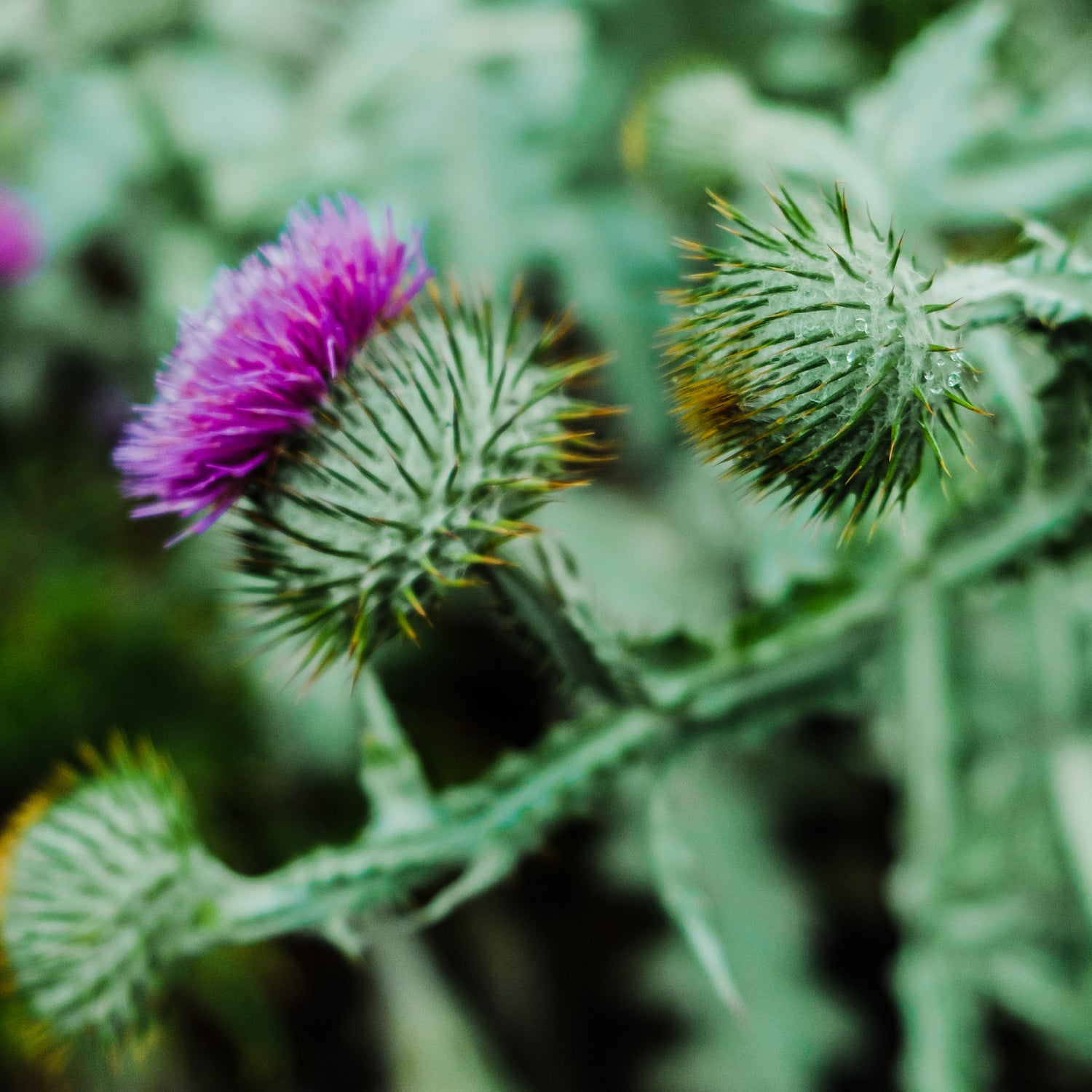 Fotografía de cardo mariano, planta utilizada en suplementos naturales para la salud hepática e inmune